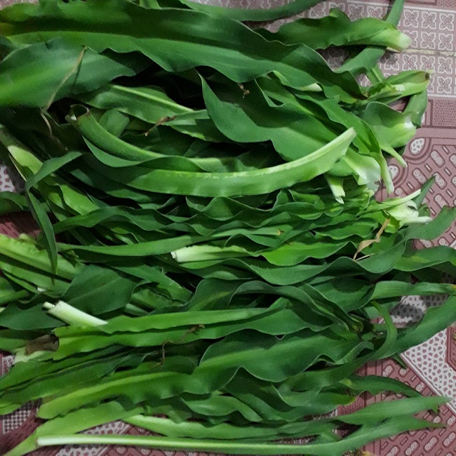 Bán cây trinh nữ hoàng cung tươi tại TPHCM