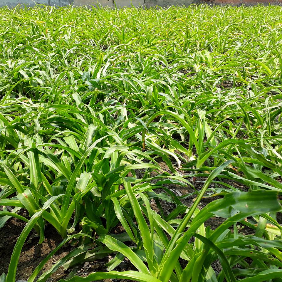 Uống trinh nữ hoàng cung tươi như thế nào
