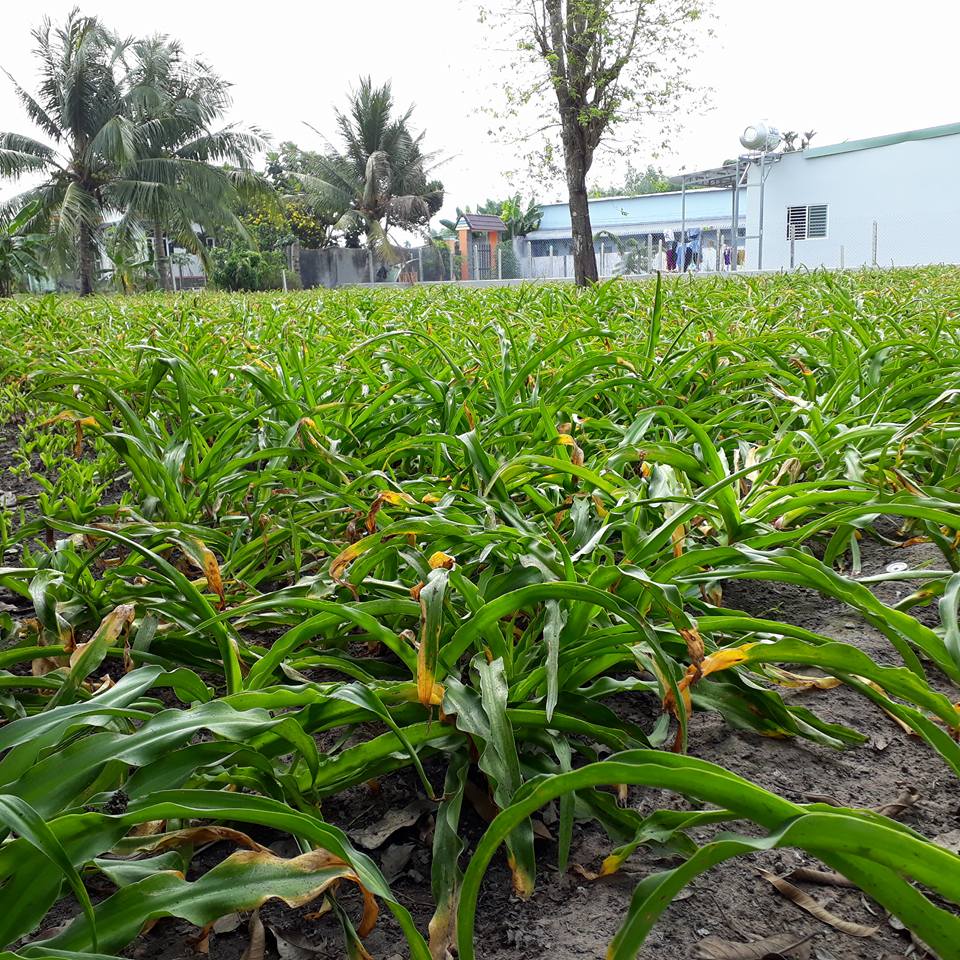trinh nữ hoàng cung có tác dụng gì
