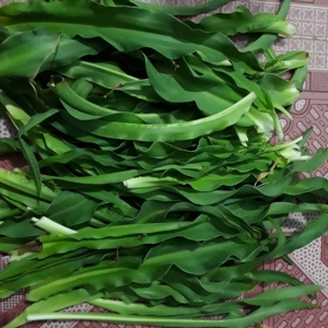 Bán cây trinh nữ hoàng cung tươi tại TPHCM