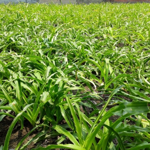 Uống trinh nữ hoàng cung tươi như thế nào