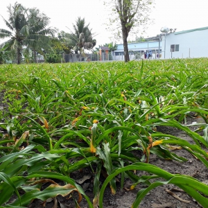 trinh nữ hoàng cung có tác dụng gì