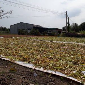Cây Trinh Nữ Hoàng Cung Trị Bệnh Gì? Công Dụng Và Cách Dùng Chuẩn Y Học Cổ Truyền