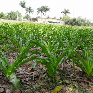 Cách nấu lá trinh nữ hoàng cung tươi