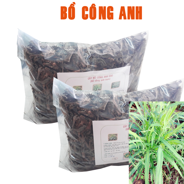 bồ công anh
