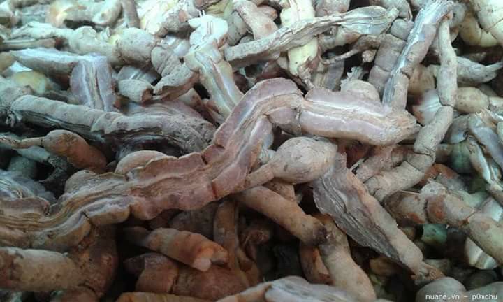 Mua củ ba kích tí tươi ở đâu tại TPHCM
