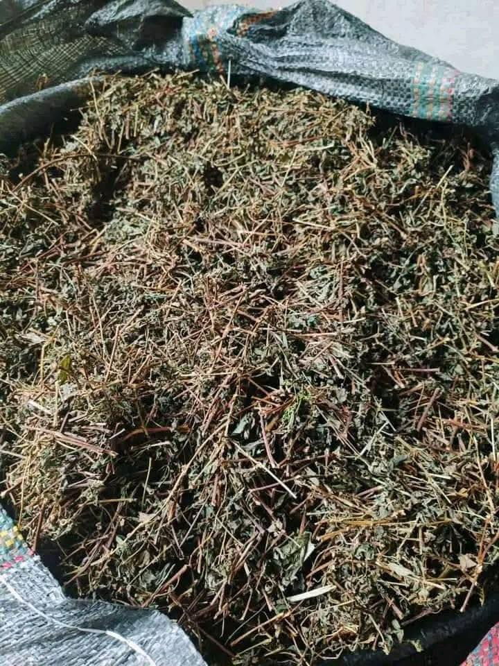 Cây thuốc dòi khô chữa viêm họng