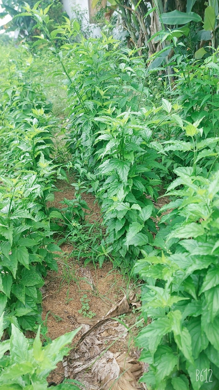 cây xương khỉ xanh tươi được trồng trên đồi