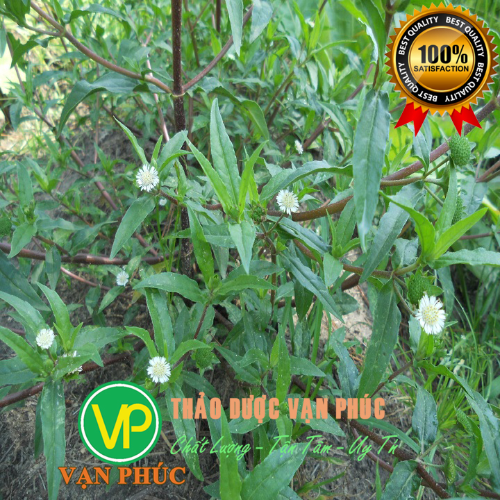 cây cỏ mực