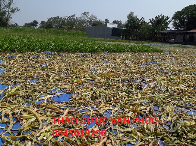 Lá tươi trinh nữ hoàng cung