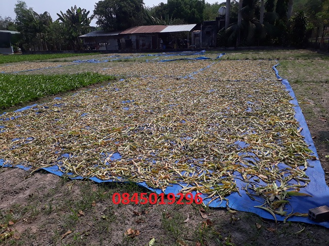 trinh nữ hoàng cung bán ở đâu