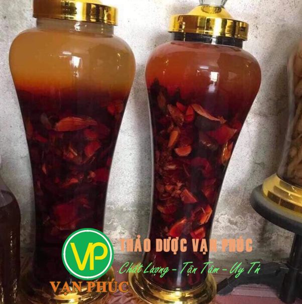 mua bán cây mú từn tại TP HCM