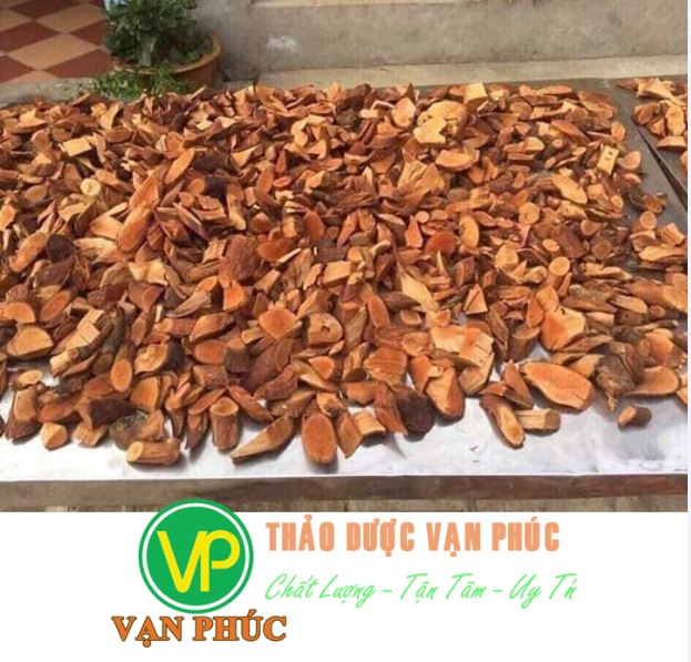 mua bán cây mú từn tại TP HCM