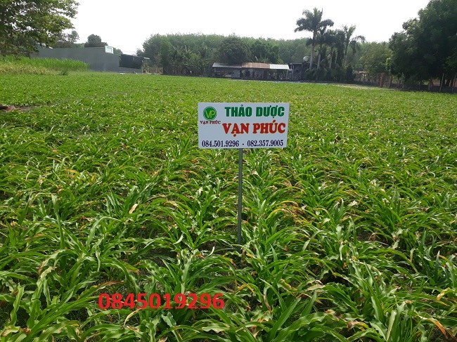 trinh nữ hoàng cung