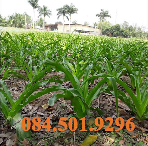 mua cây trinh nữ hoàng cung ở đâu TPHCM