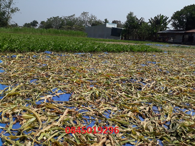Lá cây trinh nữ hoàng cung khô