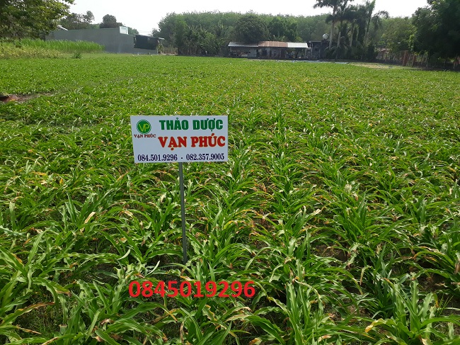 Cây trinh nữ hoàng cung có nhiều dược tính quý