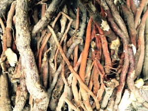 Rễ cau