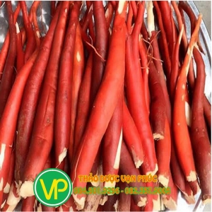 Mua Sâm cau đỏ ở đâu tại TP HCM ?