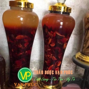 Mua bán cây mú từn tại TP HCM