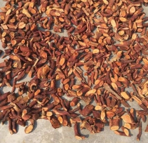 Cây mú từn cách ngâm rượu