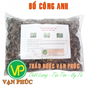 Bồ công anh nam