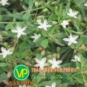 Rau đắng đất