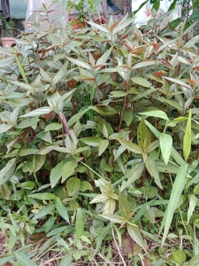 Cây thuốc dòi tím giải pháp tự nhiên cho người bị ho mãn tính