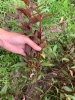 Cây Thuốc Dòi Thân Tím Chữa Viêm Phế Quản  Bài Thuốc Dân Gian Hiệu Quả Từ Thiên Nhiên