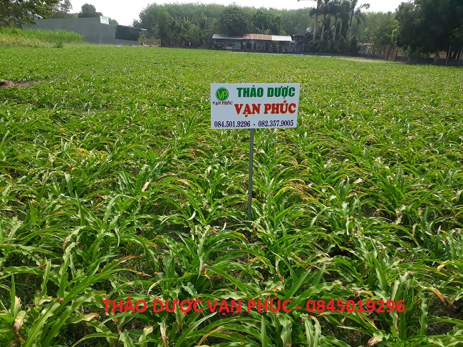 trinh nữ hoàng cung tươi hcm