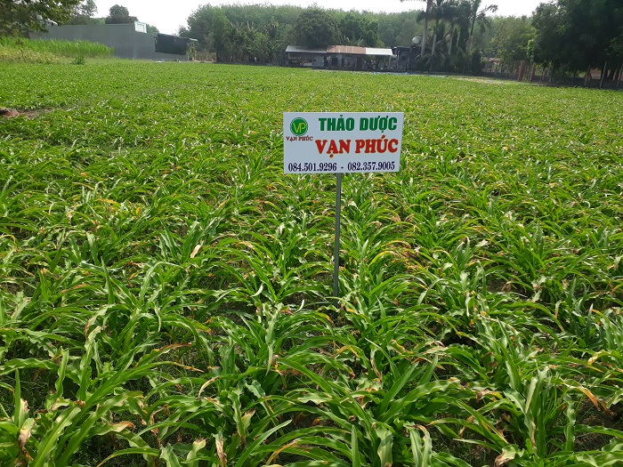 vườn cây trinh nữ hoàng cung
